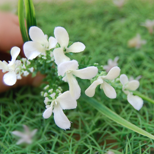 작은꽃조화/흰색